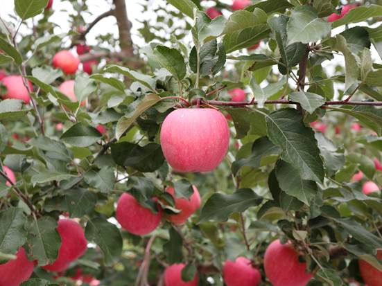 a8921760d1aad42de0dc82a19f02995